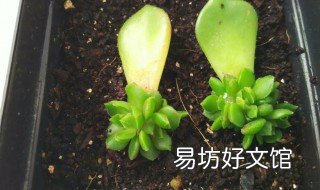 多肉叶插只长根不长芽怎么办 多肉叶插只长根不长芽怎么办视频