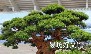 赤楠的养殖方法 赤楠栽培方法