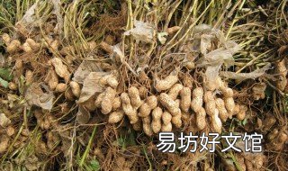 花生秧有什么用途 花生秧子有什么用处