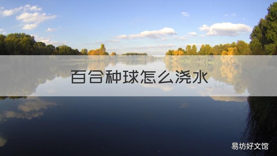 百合种球怎么浇水 百合种球要浇水吗