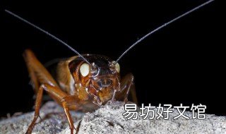 家里有蛐蛐是什么兆头 家里有蛐蛐是什么兆头啊