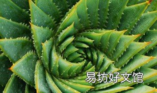 芦荟放在哪里风水好 芦荟放在哪里风水好一点