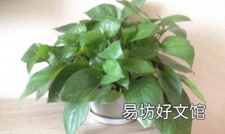 绿罗的养殖方法用什么肥料好 绿罗要施肥吗