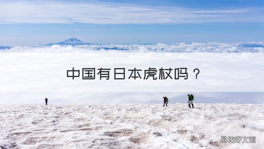中国有日本虎杖吗 虎杖与日本虎杖区别