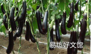 梦到茄子是什么意思 做梦梦见茄子是什么意思