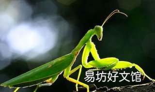 螳螂吃什么食物 螳螂吃什么食物图片