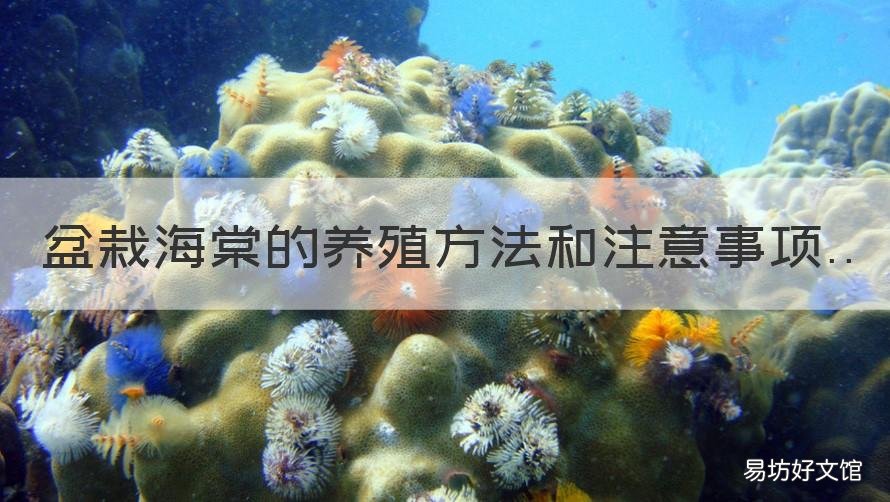 盆栽海棠的养殖方法和注意事项 盆栽海棠的养殖方法和注意事项视频