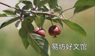 香楂树上的果子什么时间熟 香楂树上的果子什么时间熟透