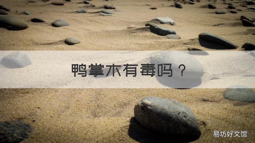 鸭掌木有毒吗 鸭掌木有毒吗能吃吗