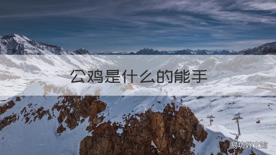公鸡是什么的能手 公鸡是用来干什么的