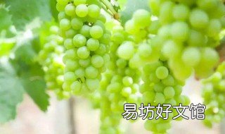 阳光玫瑰葡萄缺点 阳光玫瑰葡萄优缺点