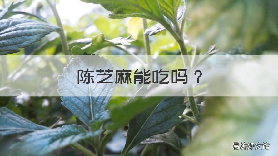 陈芝麻能吃吗 陈年芝麻能吃吗