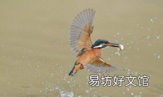 拍翠鸟的技巧 拍翠鸟的技巧和方法