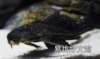 反游猫跟清道夫有什么区别 清道夫 猫