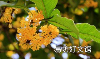 桂花怎么拍 桂花怎么拍出文艺范