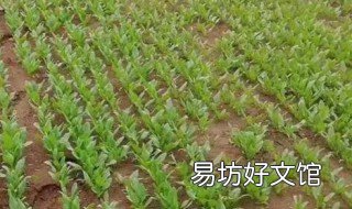 氮磷钾中微量元素是一种肥料吗 氮磷钾中微量元素是一种肥料对吗