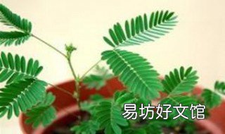 室内养殖含羞草是否有毒 室内养殖含羞草是否有毒性