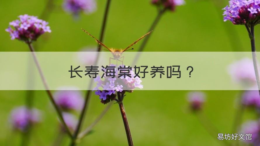 长寿海棠好养吗 长寿花海棠好养吗