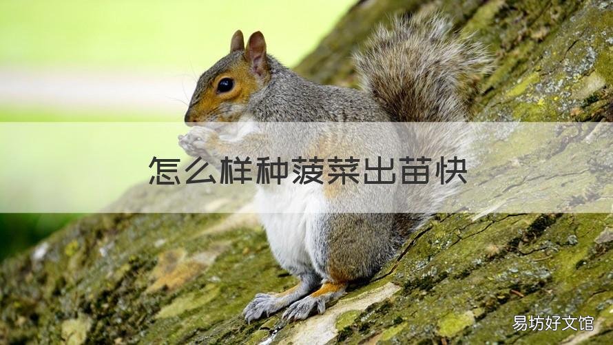 怎么样种菠菜出苗快 怎么样种菠菜出苗快一点