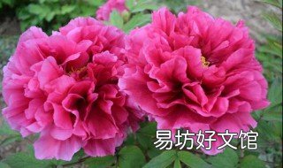 盆栽牡丹品种有哪些 牡丹适合盆栽的品种
