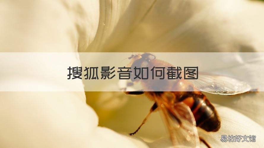 搜狐影音如何截图 搜狐视频怎么截视频