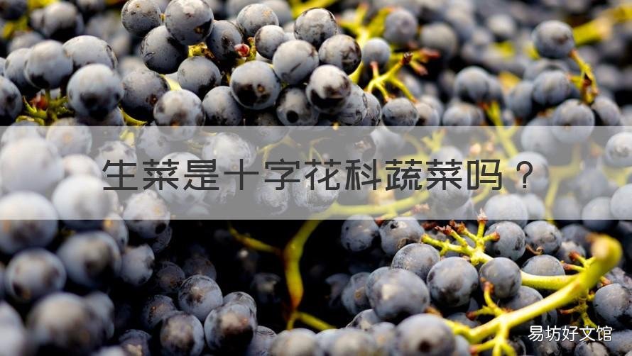 生菜是十字花科蔬菜吗 生菜是十字花科蔬菜有哪些