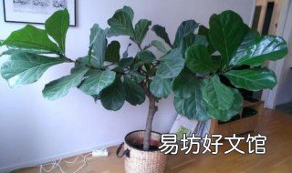 琴叶榕伤口有白色汁液流出怎么回事 琴叶榕剪枝后流白色液体