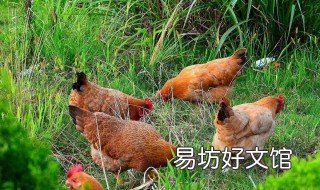养鸡技术怎么防生病 养鸡怎么预防病