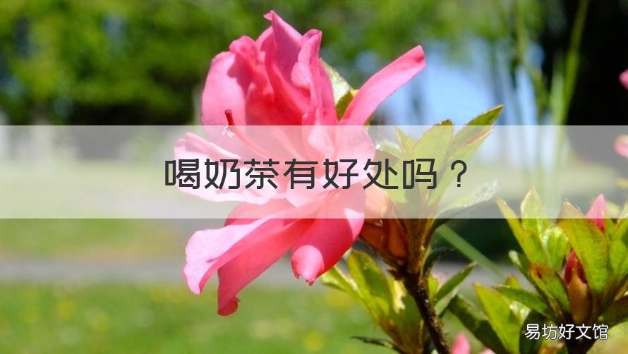 喝奶茶有好处吗 喝奶茶有好处没