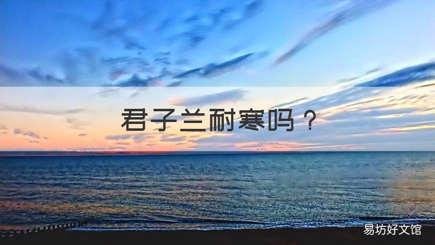君子兰耐寒吗 君子兰是耐阴植物吗