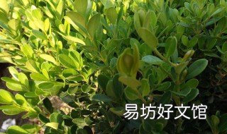 黄杨砍头能发芽吗 黄杨截干后如何能发芽