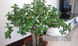 玉树如何养成老桩 玉树如何养成老桩盆景
