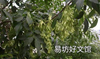 10公分白蜡树价格 20公分白蜡树价格报价单