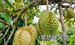 榴莲苗多少钱一棵 榴莲树苗多少钱一颗