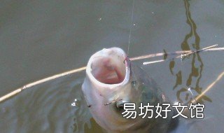 钓大头鱼饵料配方 钓大头鱼饵料配方大全