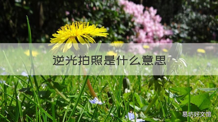 逆光拍照是什么意思 逆光拍照是什么意思啊