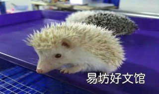 迷你刺猬好养吗 迷你刺猬可以两只一起养吗