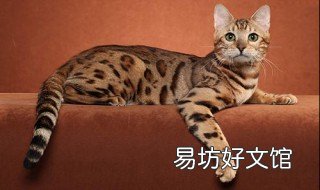 欧西猫性格 各种猫咪性格