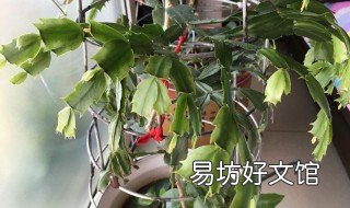 嫁接的蟹爪兰有白东西是什么病 蟹爪兰是嫁接的吗