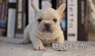三个月法斗算幼犬吗 法斗犬三个月多重