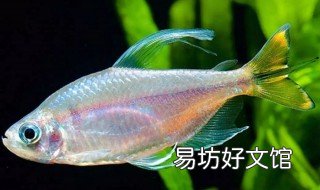 非洲凤凰鱼饲养方法 非洲凤凰公鱼