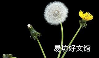 婆婆丁能降血糖吗 婆婆丁降血糖快吗