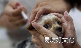 国际十日观察法 狂犬病国际十日观察法