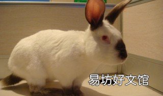 比利时兔饲养方法 比利时兔饲养方法图解