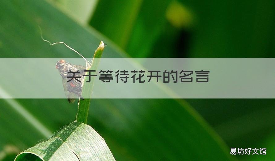 关于等待花开的名言 耐心等待花开的名言