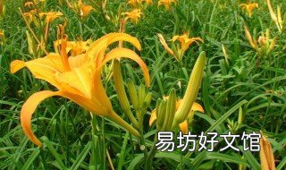 怎样种植黄花菜 黄花菜怎么种,黄花菜的种植方法