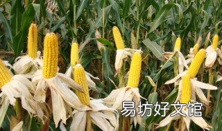 春玉米什么时候收获 春季玉米什么时候成熟