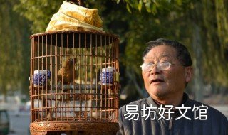 最好的遛鸟方法 怎样才能遛鸟
