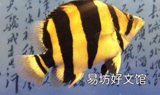 虎鱼价格 虎鱼价格多少钱一斤