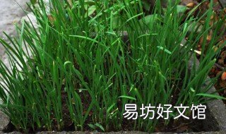 10月韭菜移栽可以吗 韭菜10月份可以移栽吗?
